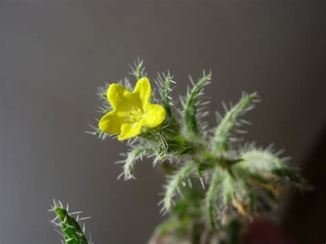 Arnebia hispidissima – eFlora of India