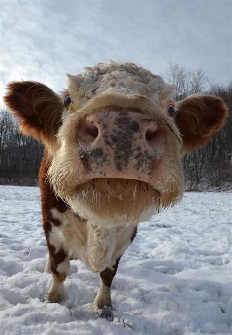 16 photos of rescued farm animals that make winter weather look beautiful – Artofit