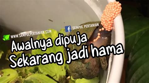 Siklus Hidup Keong Mas Pomacea Canaliculata Lamarck YouTube