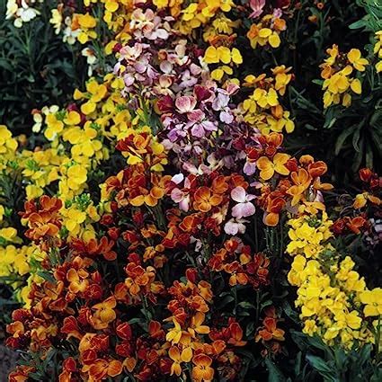 Wallflower Seeds My Fair Lady Mixed Erysimum Cheiri Cheiranthus Hardy