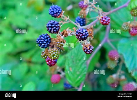 Blackberry Rubus Ulmifolius Black Rubus Hi Res Stock Photography And