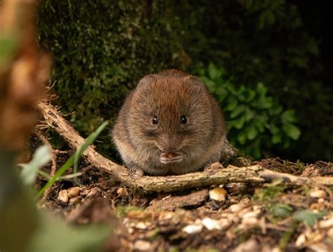 Bank Vole / Mammals | The Vale Wildlife