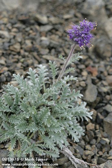 Phacelia sericea var. sericea | Silky Phacelia | Wildflowers of the Pacific Northwest