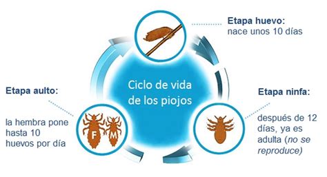 Parasitolog A Ciclo De Vida Formas Parasitarias Y Tipo De Transmisi N