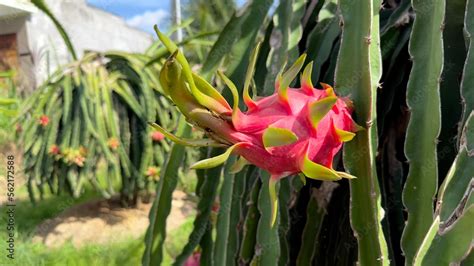 Dragon Fruit On The Dragon Fruit Pitaya Tree Harvest In The