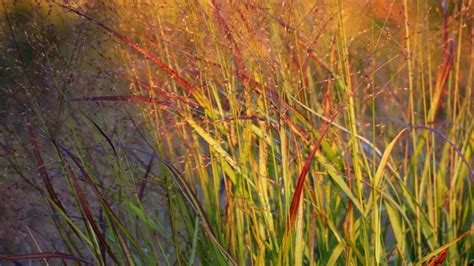 Panicum Virgatum Shenandoah Vlinderhof