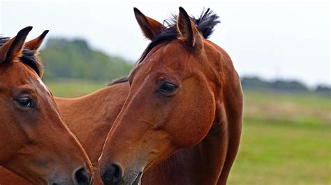 Se Detect El Primer Caso Humano De Encefalitis Equina Del Oeste