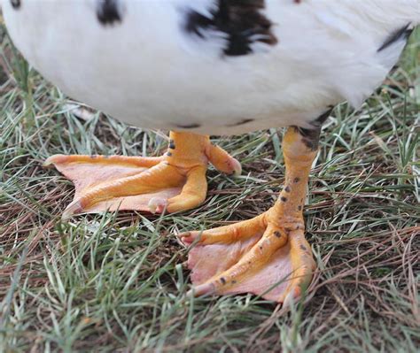 Duck Feet Photograph by Norma Jean Lipert