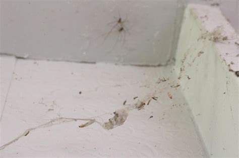 Premium Photo Spider Web Is On The Wall In Kitchen