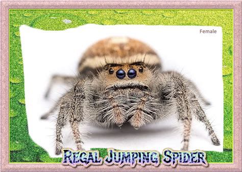 Sub-Adult Female Regal Jumping Spider + Complete Habitat & Feeder Inse – Insect Sales.com