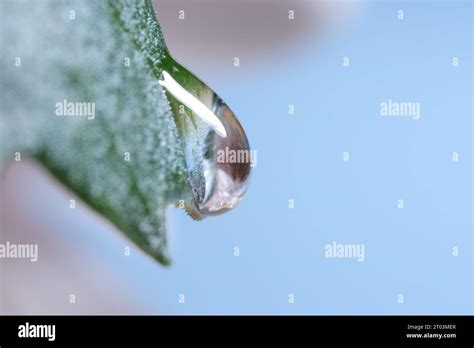 Macro Photo Of Beautiful Flower Reflected In Water Drop On Green Leaf