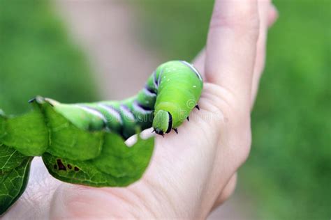 Privet Hawk-moth Sphinx Ligustri Caterpillar Stock Image - Image of ...