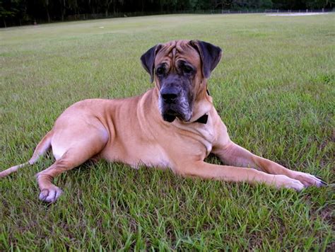 Daniff Great Dane Mastiff Mix Great Dane Mastiff Mastiff Mix