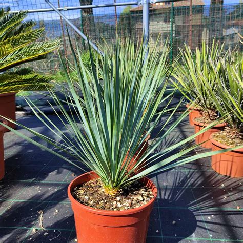 Yucca Rostrata Piante Grasse Da Esterno Online