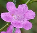 Agalinis Purpurea Purple False Foxglove Minnesota Wildflowers