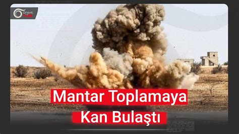 Suriyenin farklı bölgelerinde mantar toplamaya giden siviller