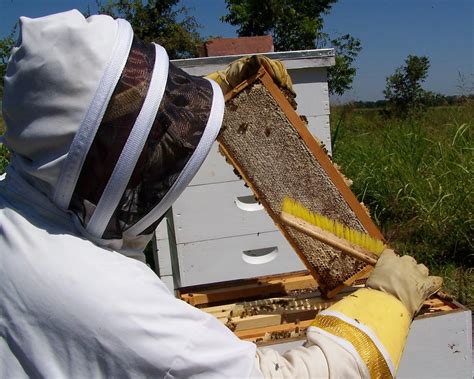 The Peace Bee Farmer Harvesting Honey