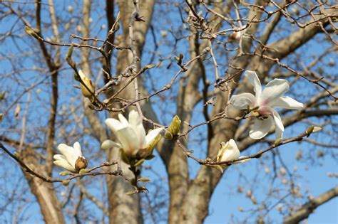 Flowers Yulan Magnolia White - Free photo on Pixabay - Pixabay