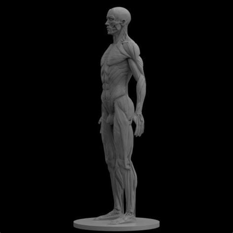 Male Ecorche Human Anatomy Reference 3d Print Model Anatomy