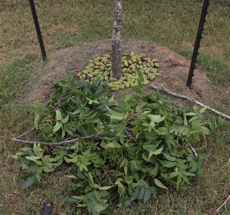 Pecan tree - Southern Native Trees