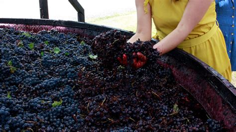 La Fiesta De La Vendimia Empieza Con El Tradicional Pisado De Uvas