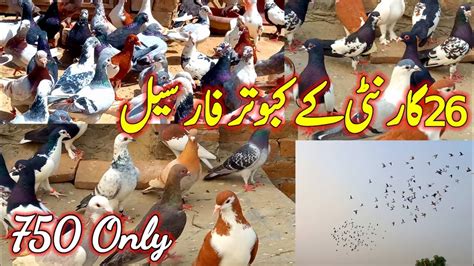 Guarantee Pigeon For Sale Only Fancy Pigeon For Sale