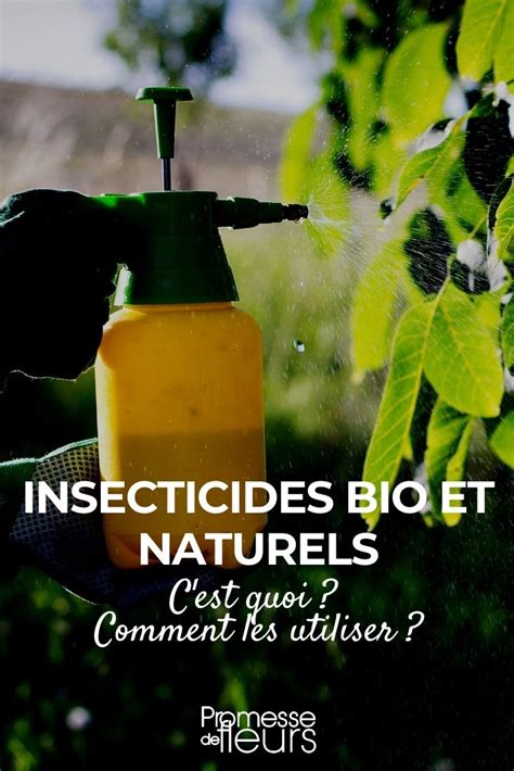 Insecticide Maison Pour Plantes D Intérieur Ventana Blog