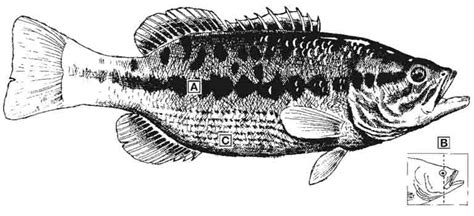 Guadalupe Bass Id Diagram 