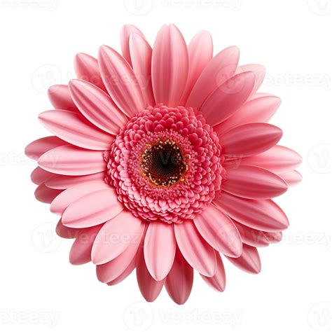 Pink Gerber Daisy Isolated On Transparent Background 53347180 Png