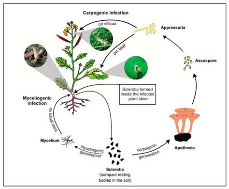 Pathogens | Special Issue : Soil-Borne Plant Pathogenic Fungi