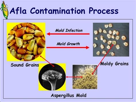 Aflatoxin Lecture