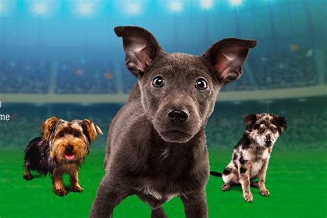 puppy-bowl-xi-team-ruff-vs-team-fluff | PhillyVoice