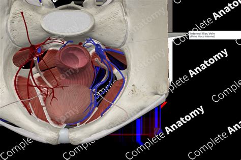 Internal Iliac Vein Complete Anatomy