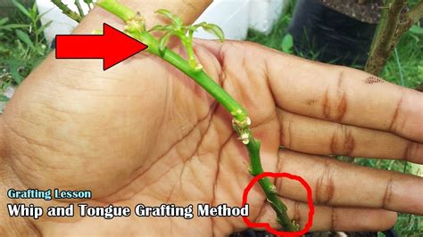 Grafting Lesson Whip And Tongued Grafting Method Youtube