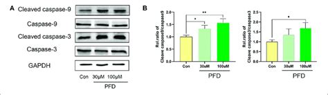 High Concentrations Of Pfd Inhibit Eahy926 Cell Tube Formation By