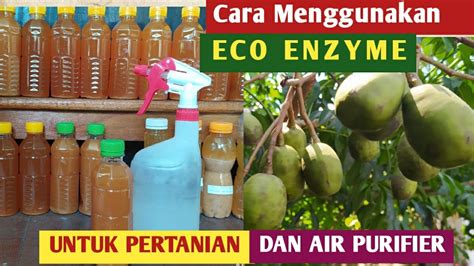 PASTI BISA CARA MENGGUNAKAN ECO ENZYME Untuk Pertanian Dan