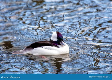 Bufflehead Duck Bucephala Albeola In Water Stock Photo Image Of