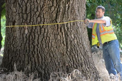 Grant will help with new Chico trees, management – Chico Enterprise-Record