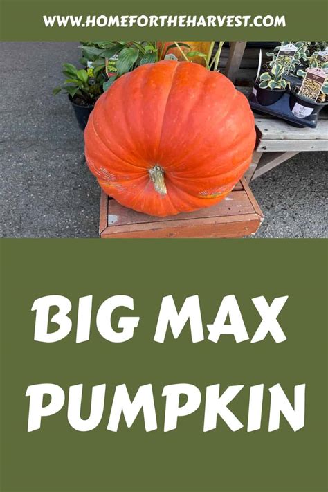 Big Max Pumpkin Discover How To Grow Giant Impressive Pumpkins