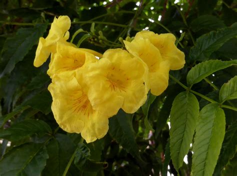 Tecoma Stans L Juss Ex Kunth 1819 BIGNONIACEAE Flickr