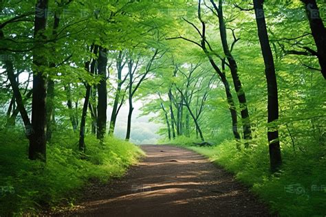 배경에 나무가 있는 숲을 통과하는 작은 길 관광지 국내여행 나무 배경 일러스트 및 사진 무료 다운로드 Pngtree