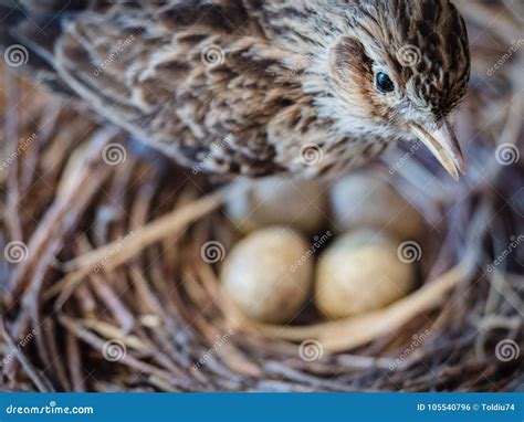 Sparrow With Eggs In The Nest Stock Photo Image Of Real Small