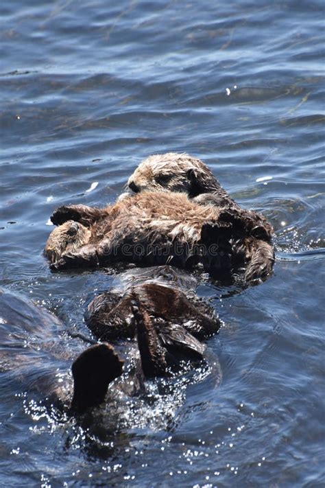 Really Sweet Baby Sea Otter On It S Mothers Stomach Stock Photo Image