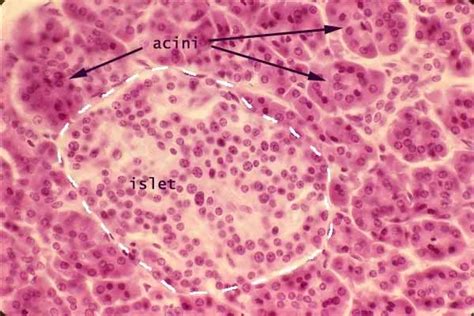 anatomyforme: Endocrine Histology Pancreas, Thymus and Pineal Body