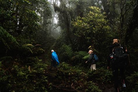 Tips For El Pianista Trail In Boquete Panama Updated