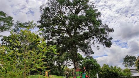 Ancient Mango Tree Mangifera Indica In Kota Padawan Borneo Youtube