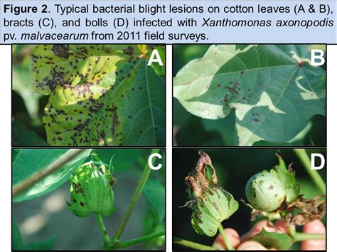 Response Of Cotton Varieties To Inoculation With Xanthomonas Axonopodis Pv Malvacearum In