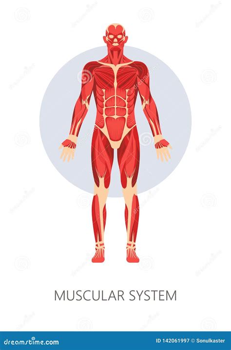 Sistema Muscular Toda Materia Musculos Do Corpo Humano Anatomia Do Images