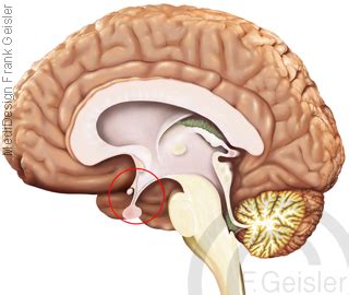 Hypothalamus Hypophysen System