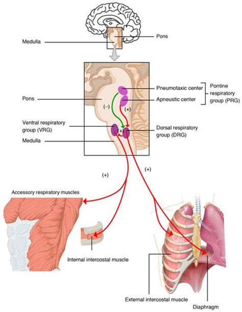 Physiopathologie De La Respiration En Bref Palli Science Site